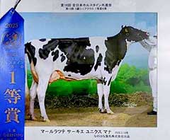 全日本ホルスタイン共進会 一等賞